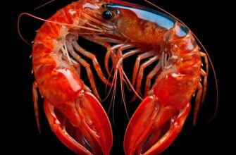 Shrimp Anatomy Unveiled
